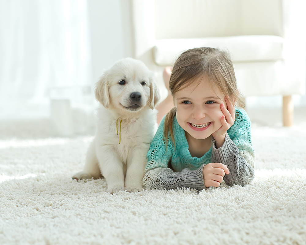 Removing Pet Stains Buckinghamshire