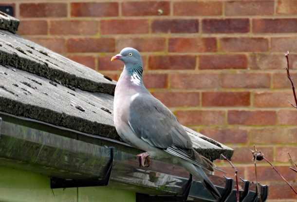 bird house gutter