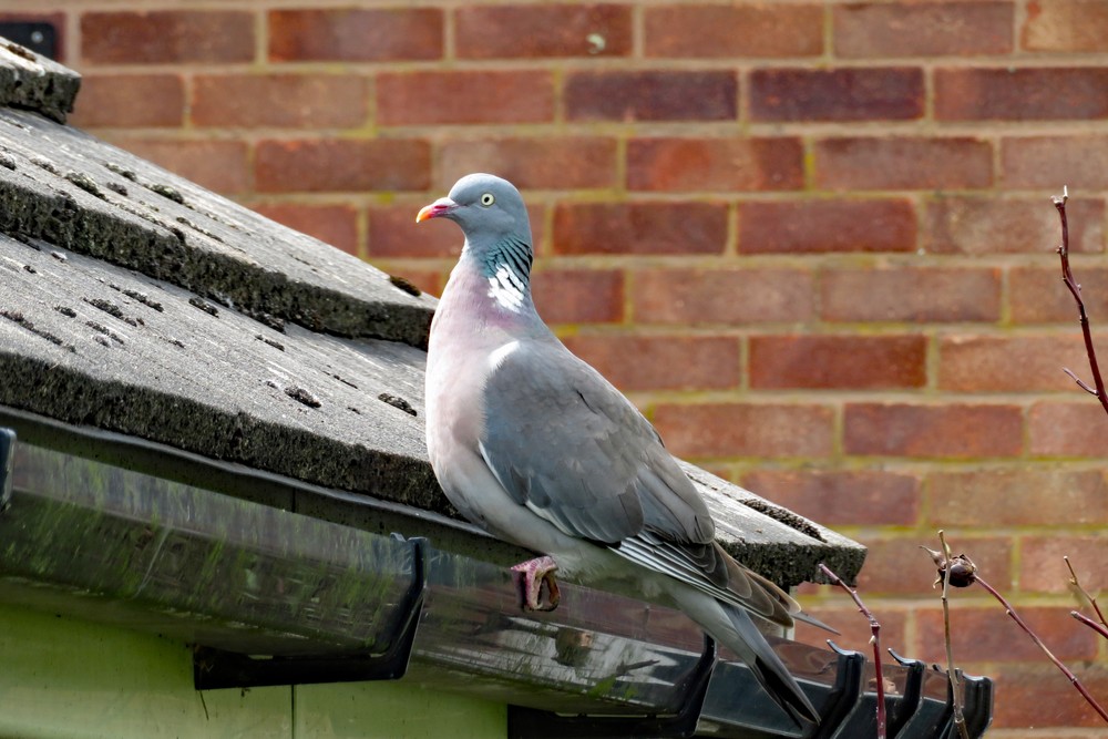 bird house gutter